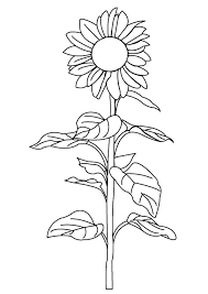 Flower colors include bright shades of orange, red, purple, yellow, and pink. Parentune Free Printable State Flower Of Kansas Coloring Picture Assignment Sheets Pictures For Child
