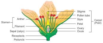 Labelled Diagram Of A Flower Elegant Draw A Neat Well Labelled Diagram Of A Flower Showing It In 2020 Diagram Of A Flower Printable Label Templates Human Brain Diagram