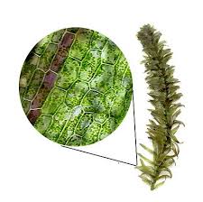 Image result for Elodea