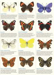 Black And White Insect With Wings Uk Identifying British Butterflies Google Search Butterfly Pop Up Pattern
