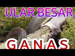 Maybe you would like to learn more about one of these? Ular Sawa Makan Besar Sekali Ngap Youtube