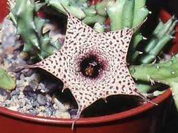 Image result for Huernia hislopii