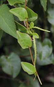 Image result for Basellaceae