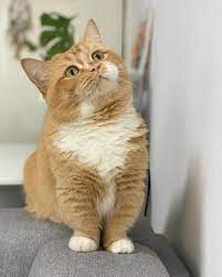 itsumi animals cats