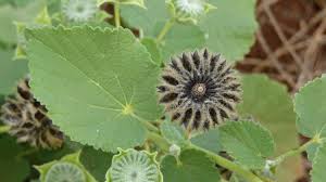 Image result for Abutilon hirtum