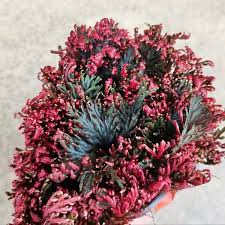 Image result for Selaginella perpusilla