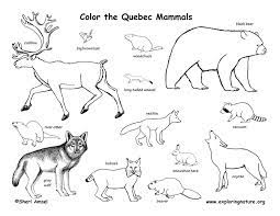Indeed, coloring books are selling well in the adult market. Canada Animals Coloring Pages