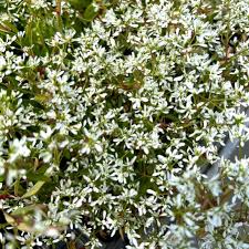 Image result for Euphorbia hypericifolia