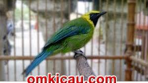 We did not find results for: 8 Suara Burung Cucak Rante Untuk Masteran Dan Pancingan Om Kicau