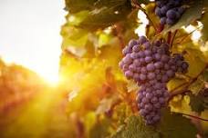 2026 Harvest Wine & Music Festival