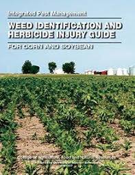 Image result for Eragrostis botryodes