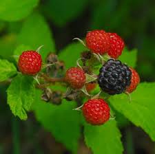 Image result for Rubus