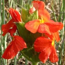 Image result for Crossandra greenstockii