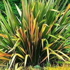 9 Beautiful Low Water Plants Low Water Plants Easy Care Plants Plants