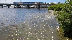 In 1999, over 65 bottlenose dolphins died during a red tide in florida. Rick Scott Issues Emergency Order On Red Tide Algae Bloom
