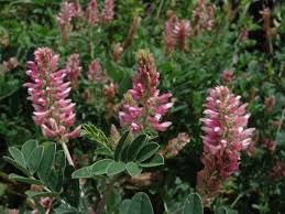 Image result for Eriosema flexuosum