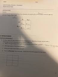 Punnett square practice worksheet with answers. Solved Name Date Lab 8 Principles Of Genetics Monohy Chegg Com