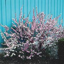 Tips for growing, pruning and planting a forsythia shrub. Dwarf Flowering Almond Prunus Glandulosa My Garden Life