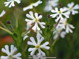 Beli produk mr fothergills night phlox midnight berkualitas dengan harga murah dari berbagai pelapak di indonesia. Night Phlox Zaluzianskya Capensis Midnight Candy Garden Org