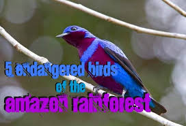 5 Endangered Birds Of The Amazon Rainforest Amazon Rainforest Rainforest Endangered
