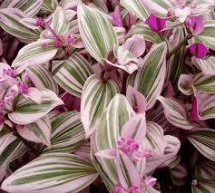 Check spelling or type a new query. Piante Ricadenti Colorate Per La Casa Community Lm