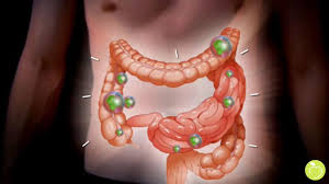 Los Beneficios De Los Probioticos Youtube