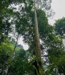 Image result for Entandrophragma delevoyi