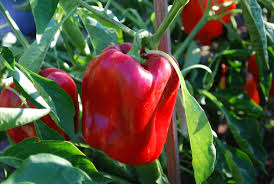 Check spelling or type a new query. Red Knight Sweet Pepper Nana S Bloomers