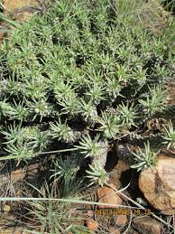 Image result for Euphorbia davyi