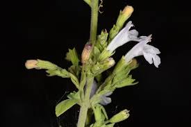 Image result for Clinopodium uhligii