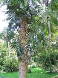 Image result for Coccothrinax