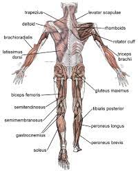Diagram of the human muscular system (infographic). Skeletal Muscle Wikipedia