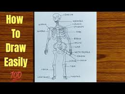 Check spelling or type a new query. How To Draw Human Skeleton Step By Step Humanskeleton