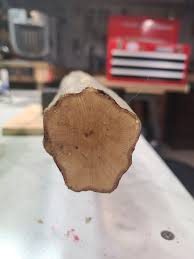 Image result for Homalium abdessammadii