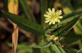 Image result for Launaea cornuta