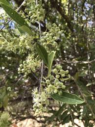 Image result for Boscia salicifolia