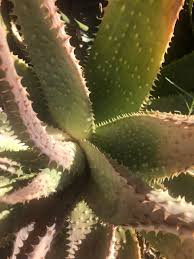 Image result for Aloe aculeata × globuligemma