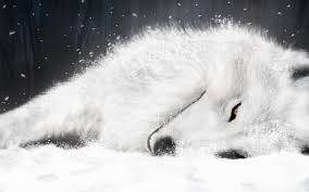 wolf wallpapers best wallpapers
