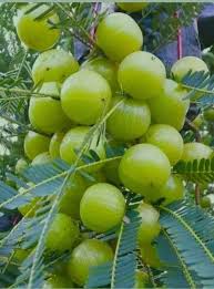 • once redwoods are established (after five years), need less the trees in this redwood grove are approximately 65 years old. Amla Live Plant