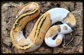 Pin On Reptiles I Want Really Bad