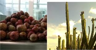 Each of these adaptations allow the plant to collect and store water more efficiently in an environment where water is scarce. Myrtillocactus Geometrizans An Overview Sciencedirect Topics