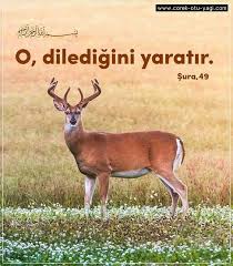 Ayetler Hadisler Dinisozler Ozlusozler Guzelsozler Anlamlisozler Islam Buyuksozleri Mevlana Quran Islam Allah