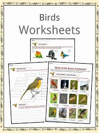 bird facts worksheets habitat diet information for kids