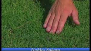 Cut the grass frequently before it reaches a height taller than 1.5 to 2 inches. How To Grow Bermudagrass Youtube