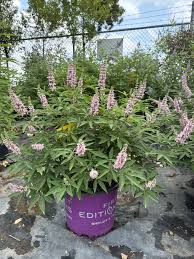 Image result for Vitex strickeri