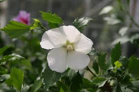 That vivid red, fading slightly towards the edges with a dark center. Hibiscus Syriacus White Pillar Big Plant Nursery Ltd Facebook
