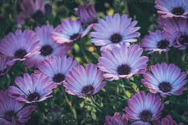 Molte perenni tendono con il tempo ad essere delle tappezzanti, quindi. Fiori Viola E Rosa Della Margherita Africana 2138822 Foto D Archivio