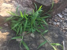 Image result for Digitaria complanata