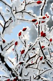 Trova le migliori immagini gratuite di fiori d'inverno. Fiori D Inverno Foto Di Natura Fotografie Immagini