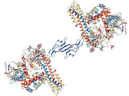 Image result for Haptoglobin